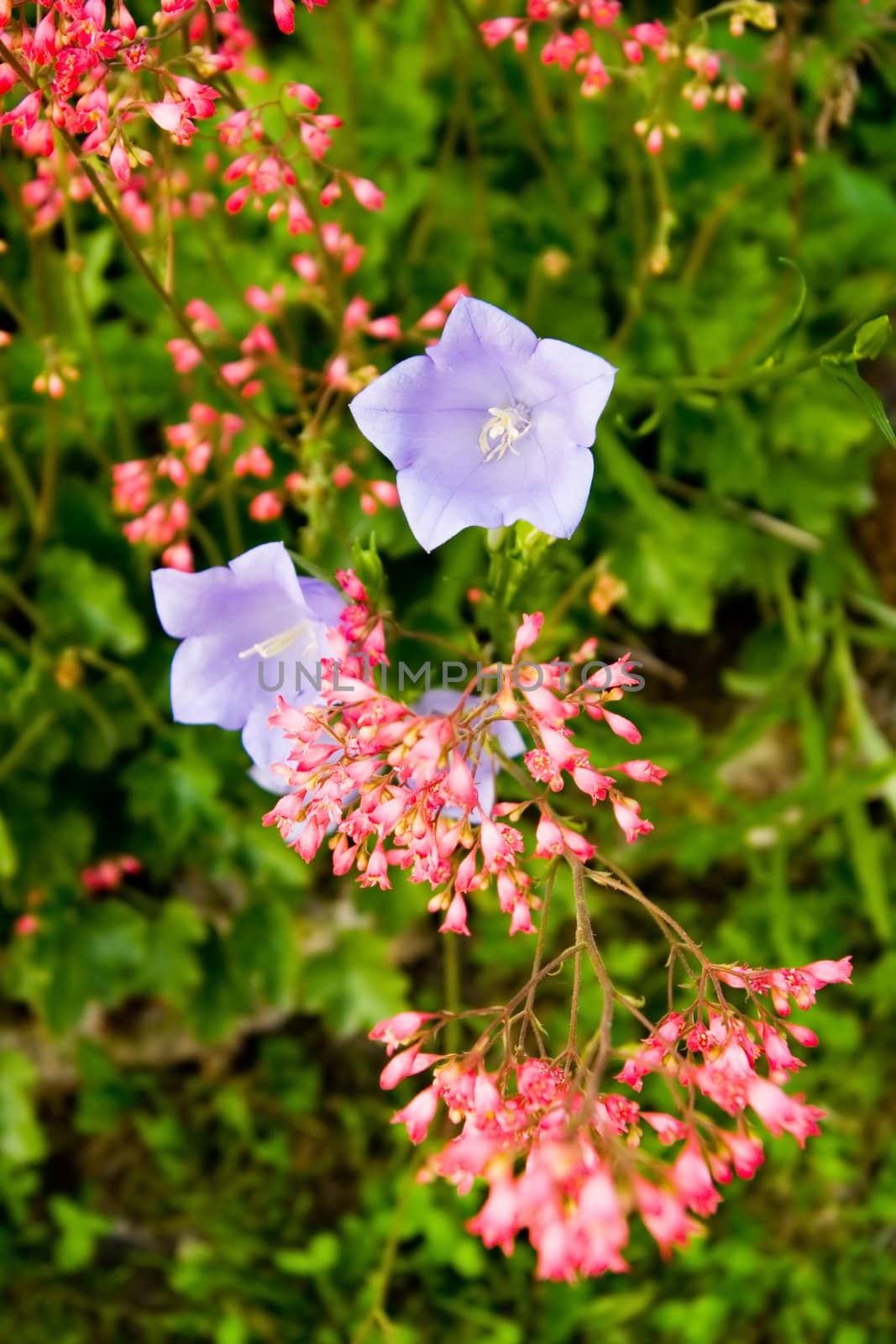 Flowers on green background