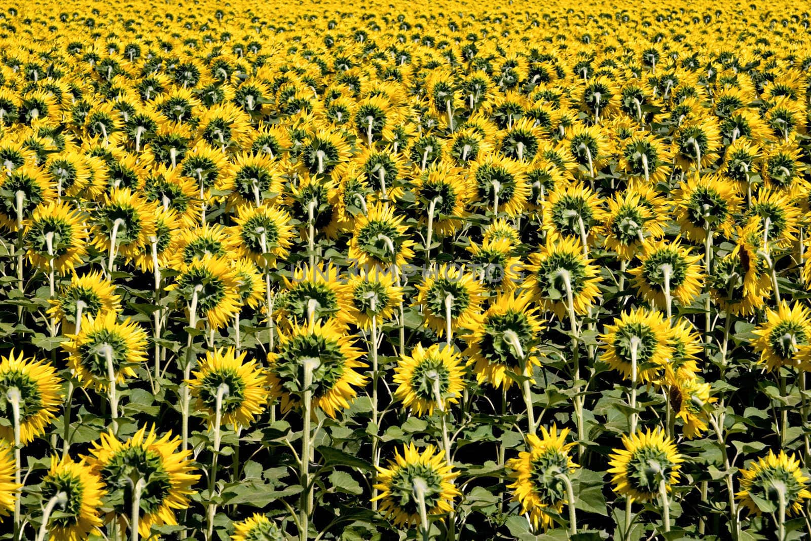 Field of Sunflowers by ajn