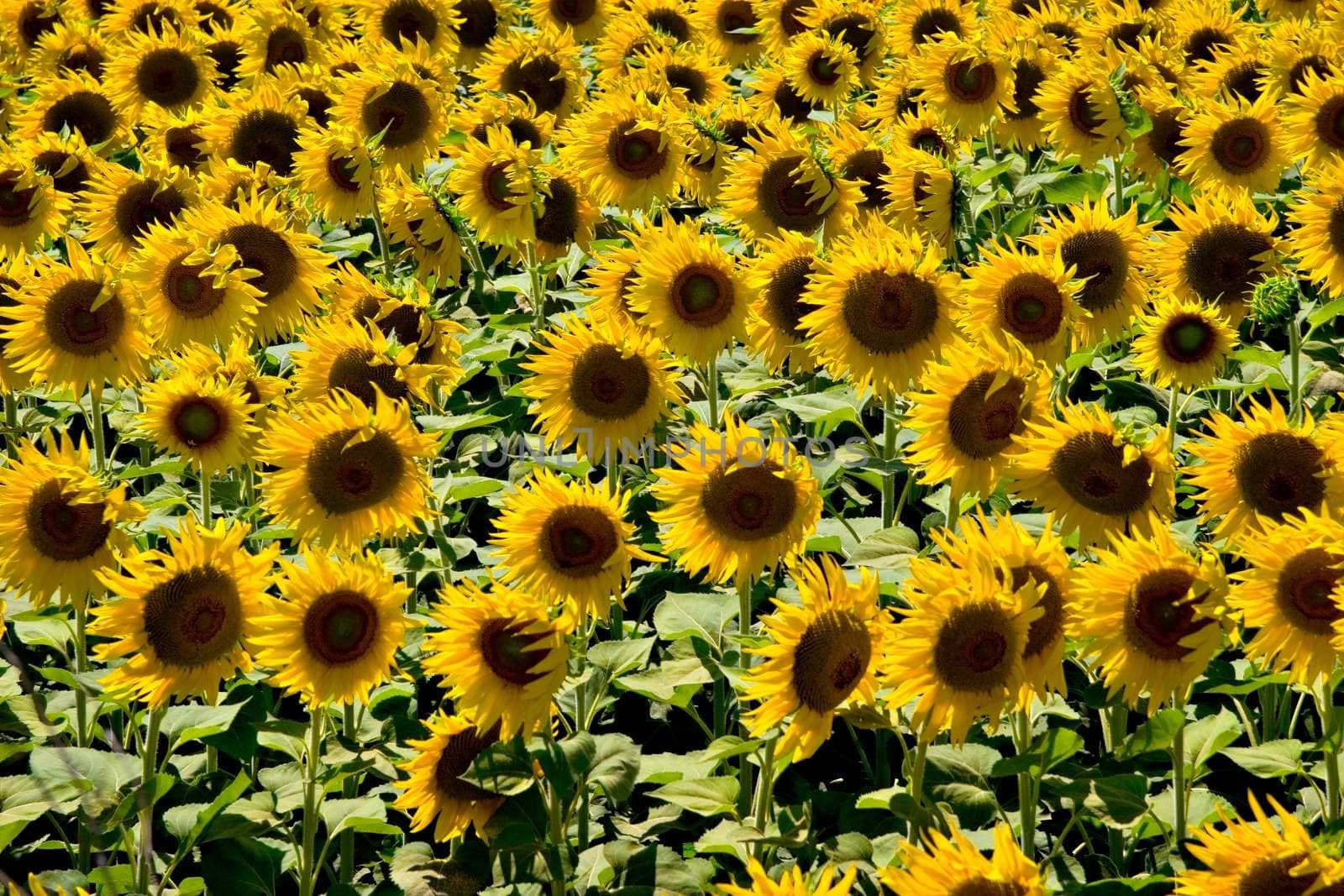 Sunflower field background