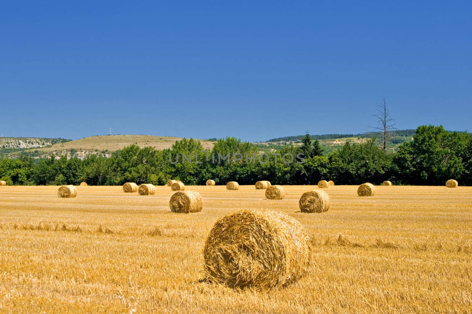 Hay roles on harvested field