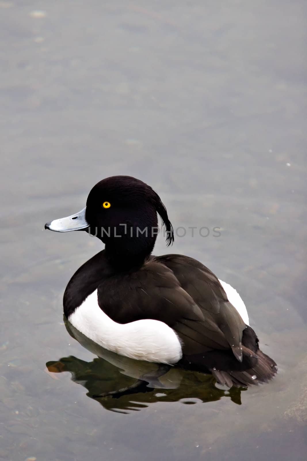 Yellow eyed bird in water