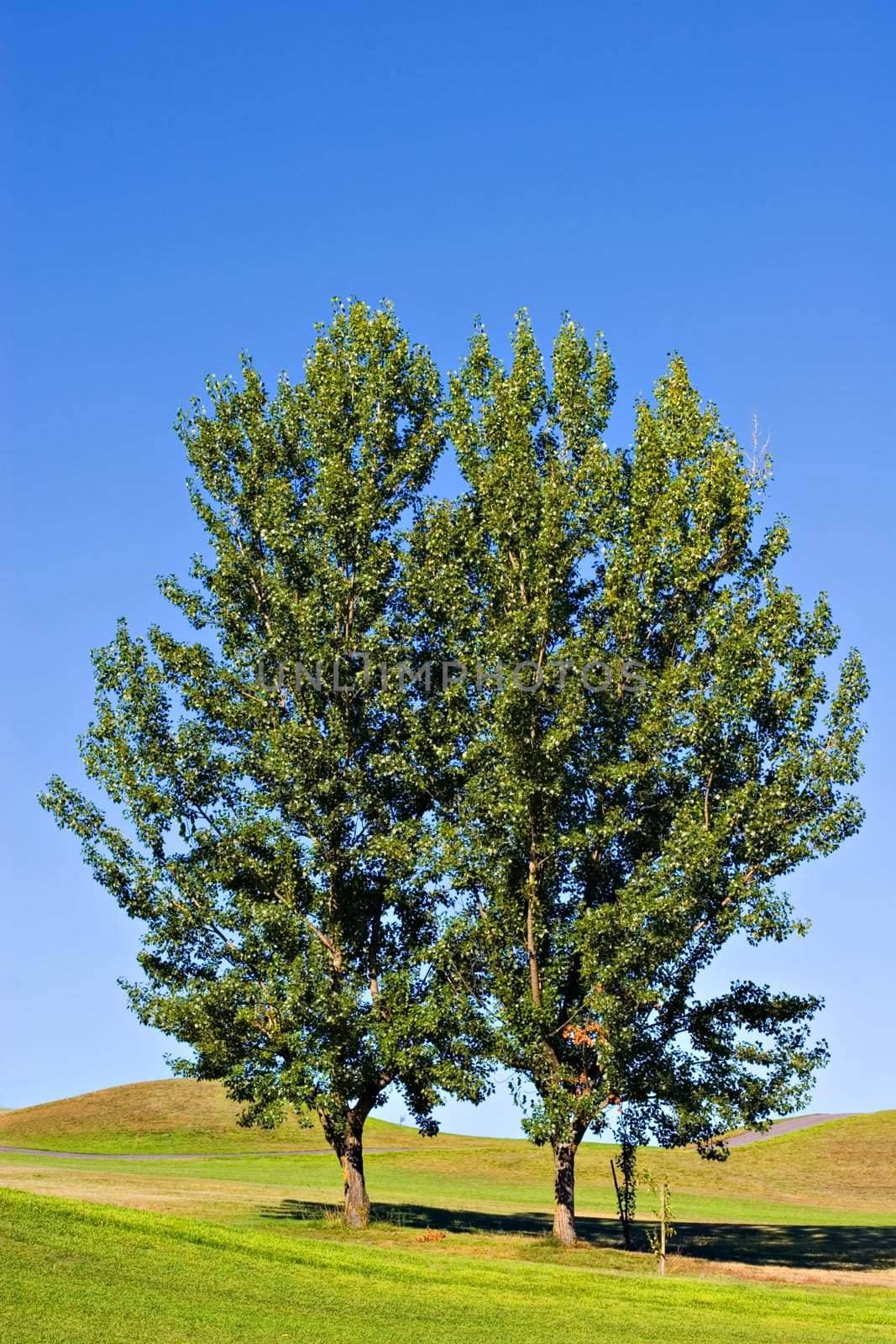 Two trees in green golf field.