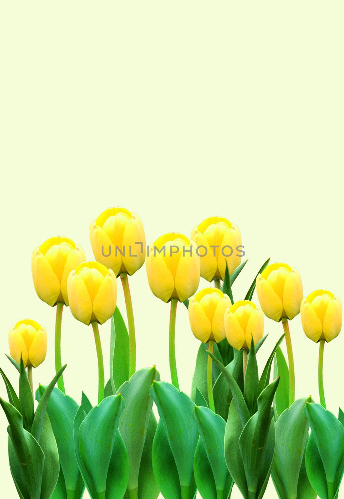 Nice spring, yellow tulips for your summer design