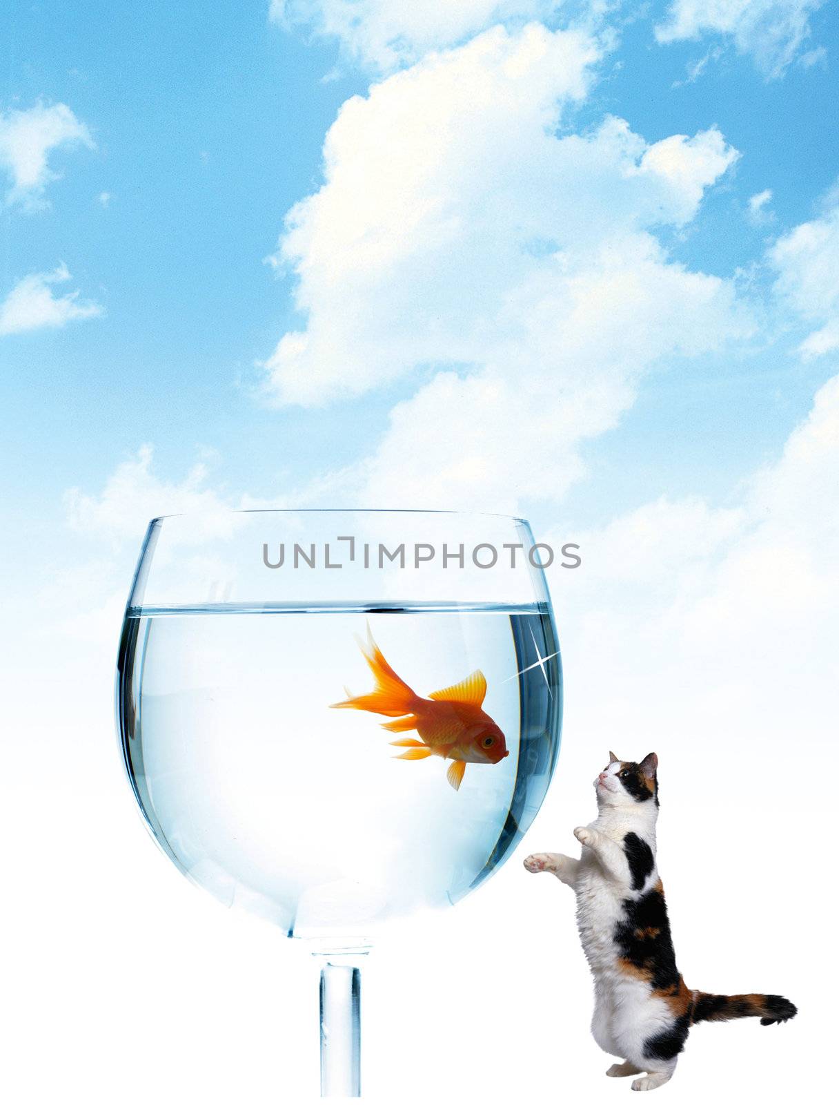 Fish is in the glass and a cat looking at it
