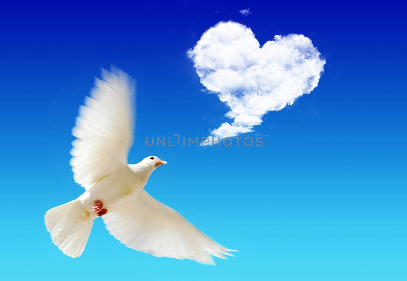 Flying pigeon in the blue sky with a sky heart