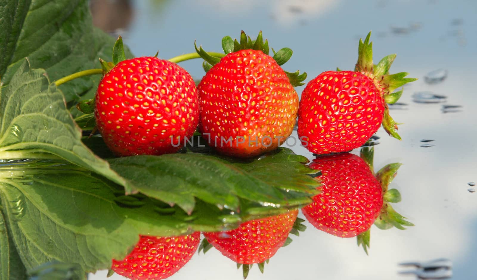 The first ripened strawberry on a background of the blue sky