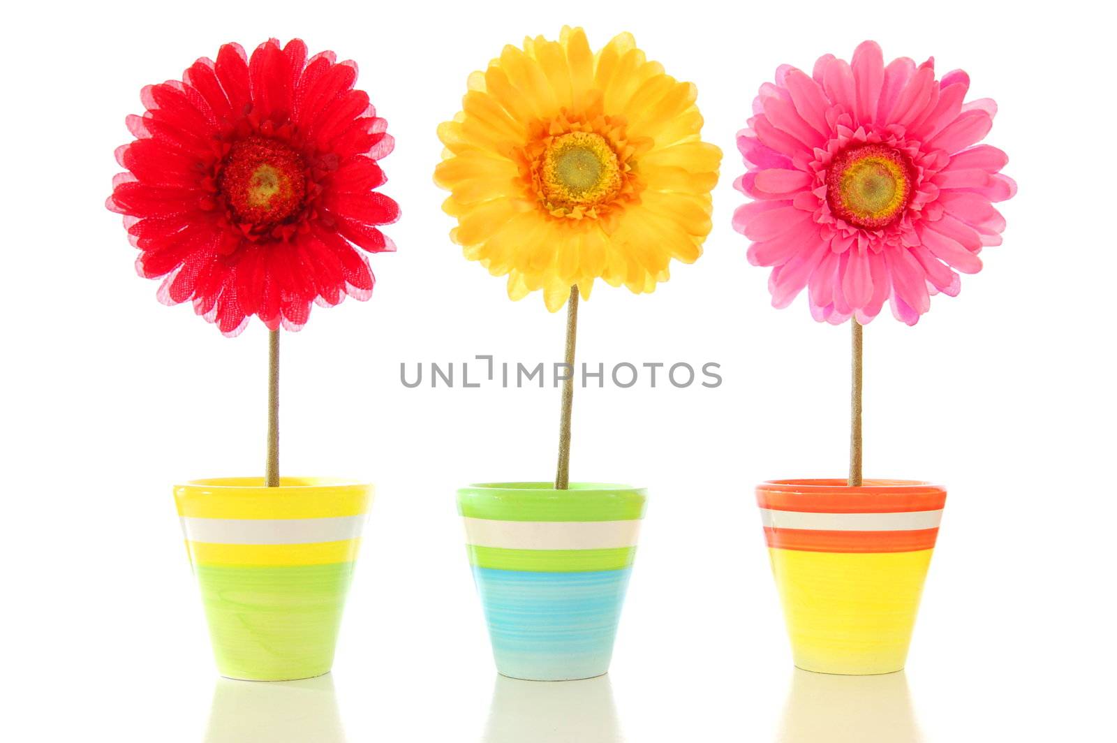 funny summer flowers isolated on white background