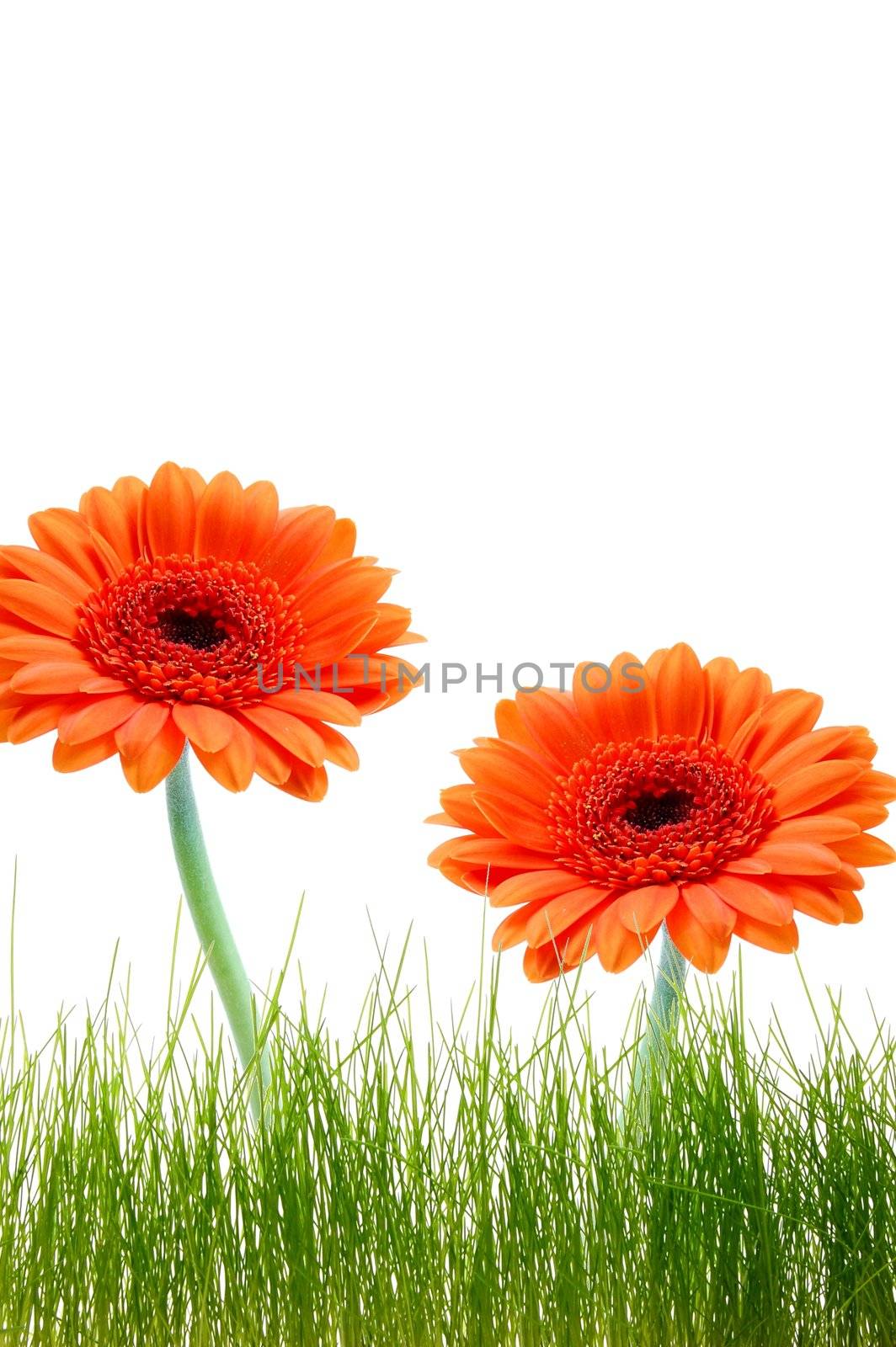isolated flower background with grass and copyspace for your text