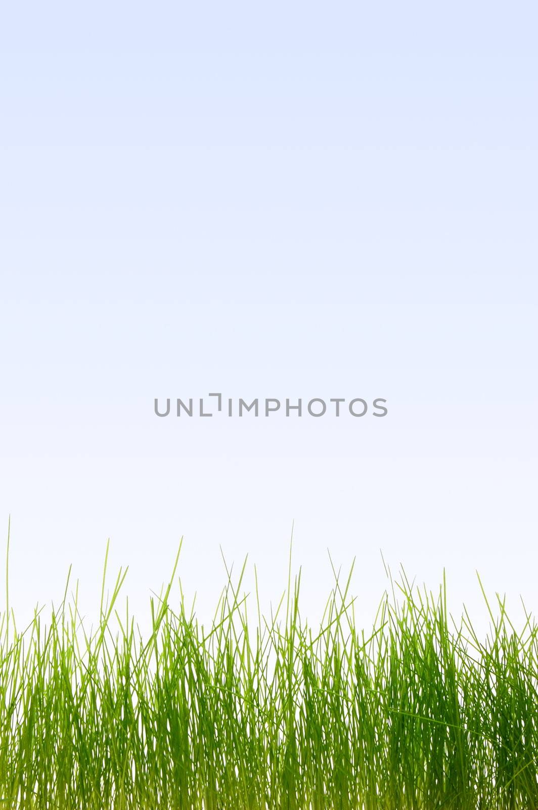 grass by gunnar3000