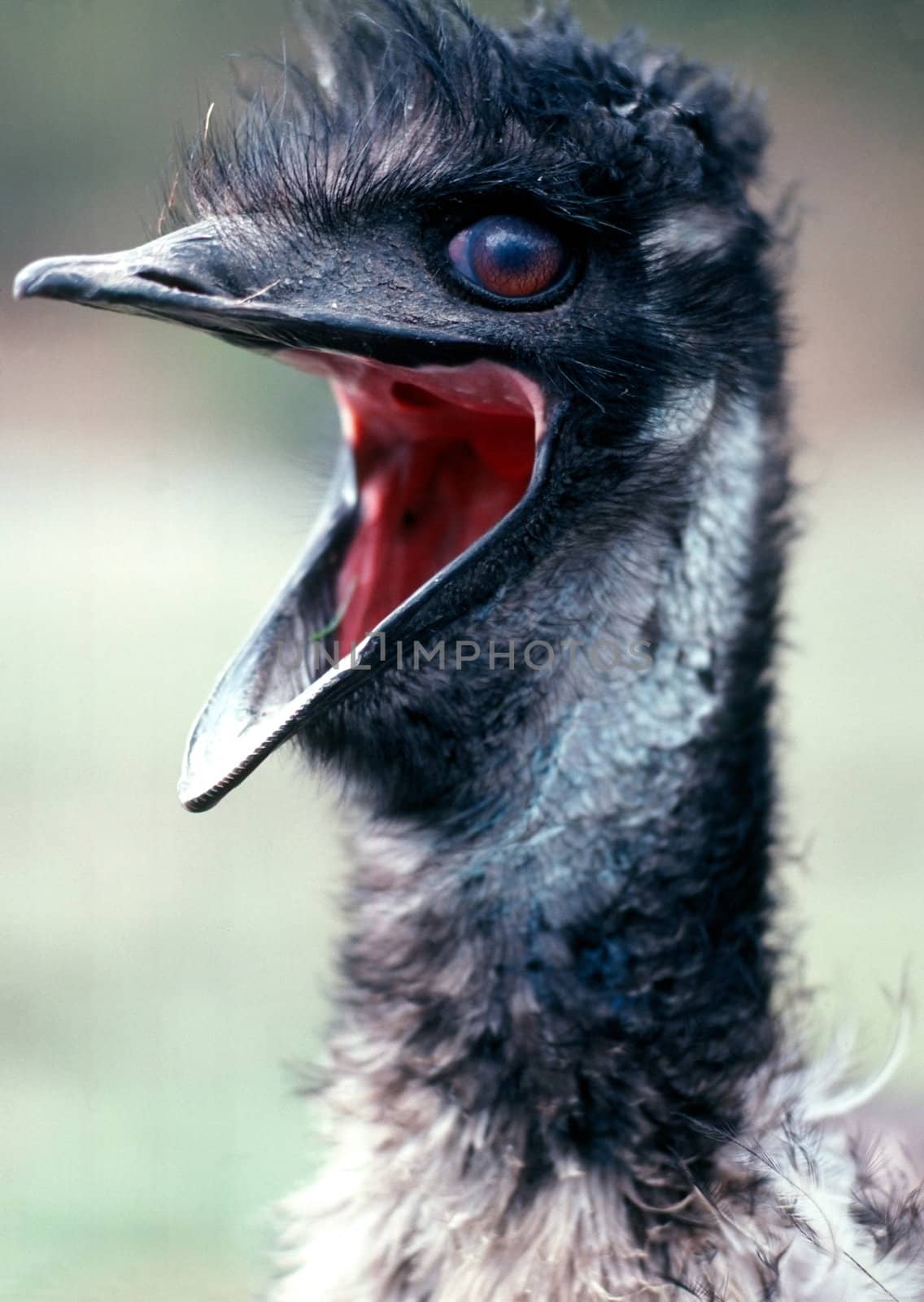 Emu by jol66