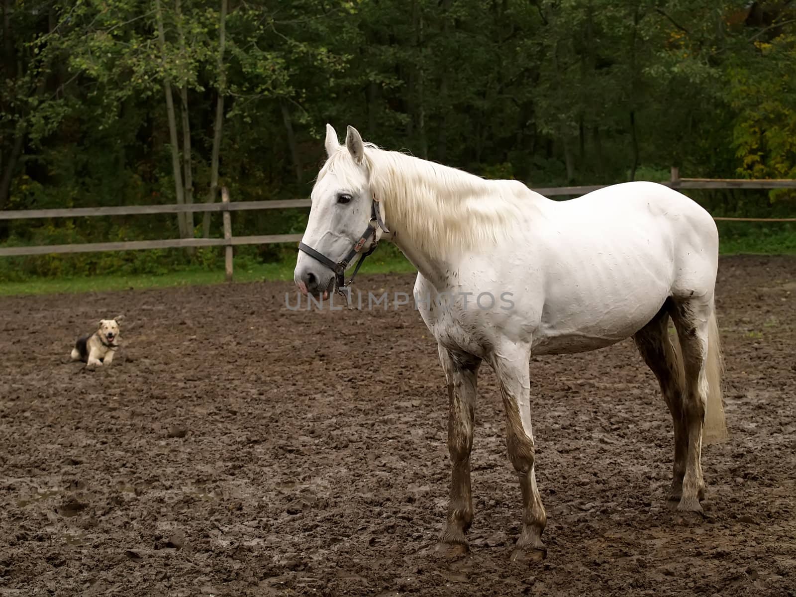 White horse and dog by K_Kot