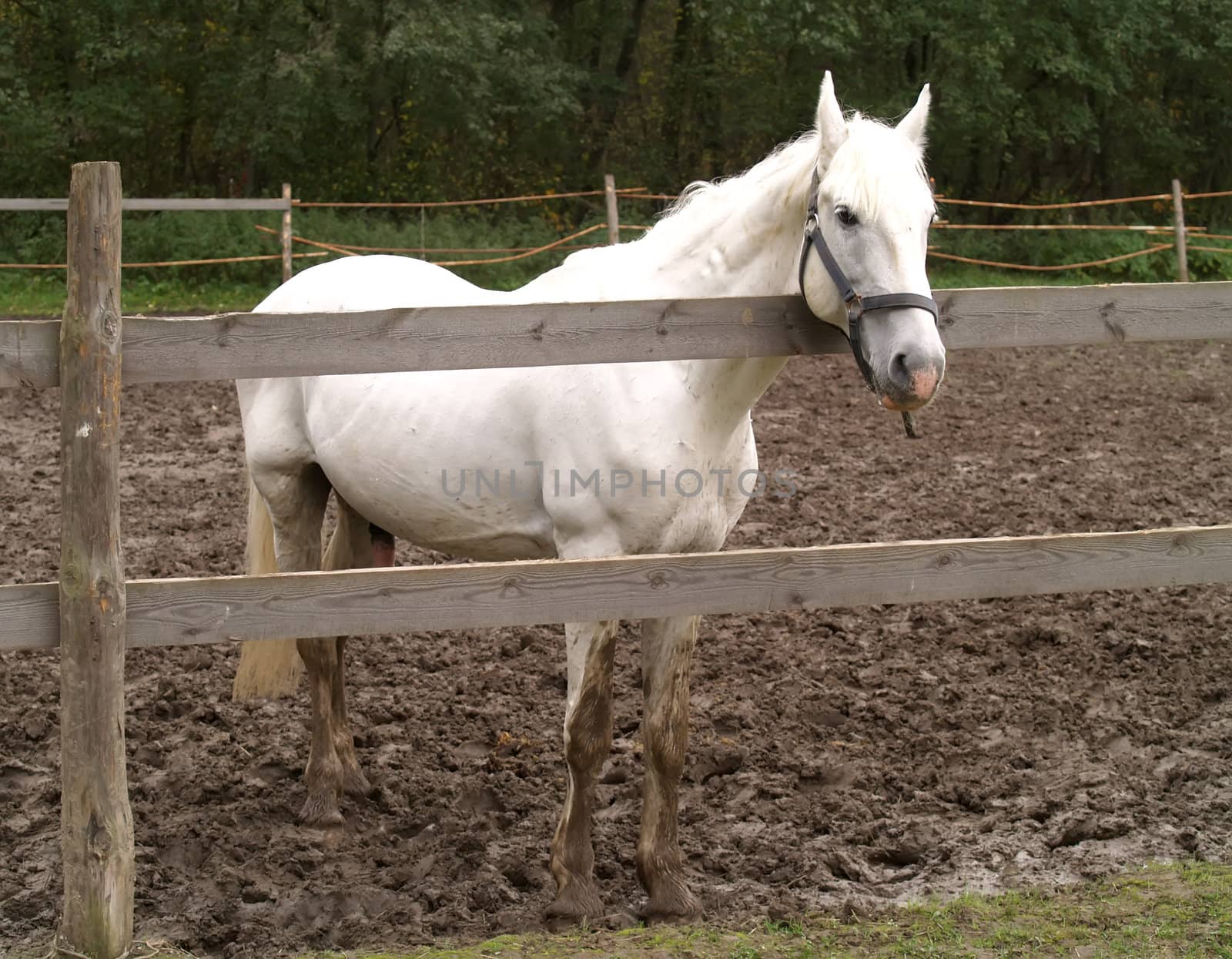 A stallion looks over a fence on a horse farm