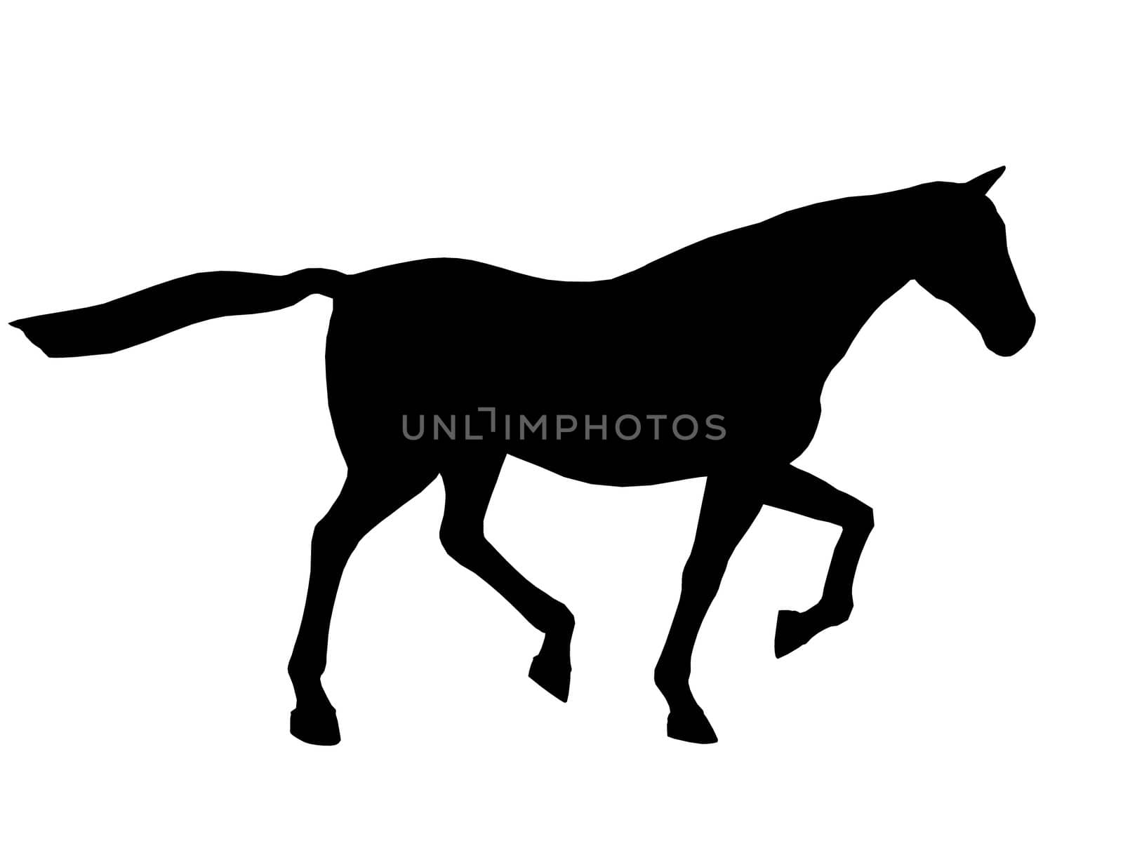 Black horse art illustration silhouette on a white background