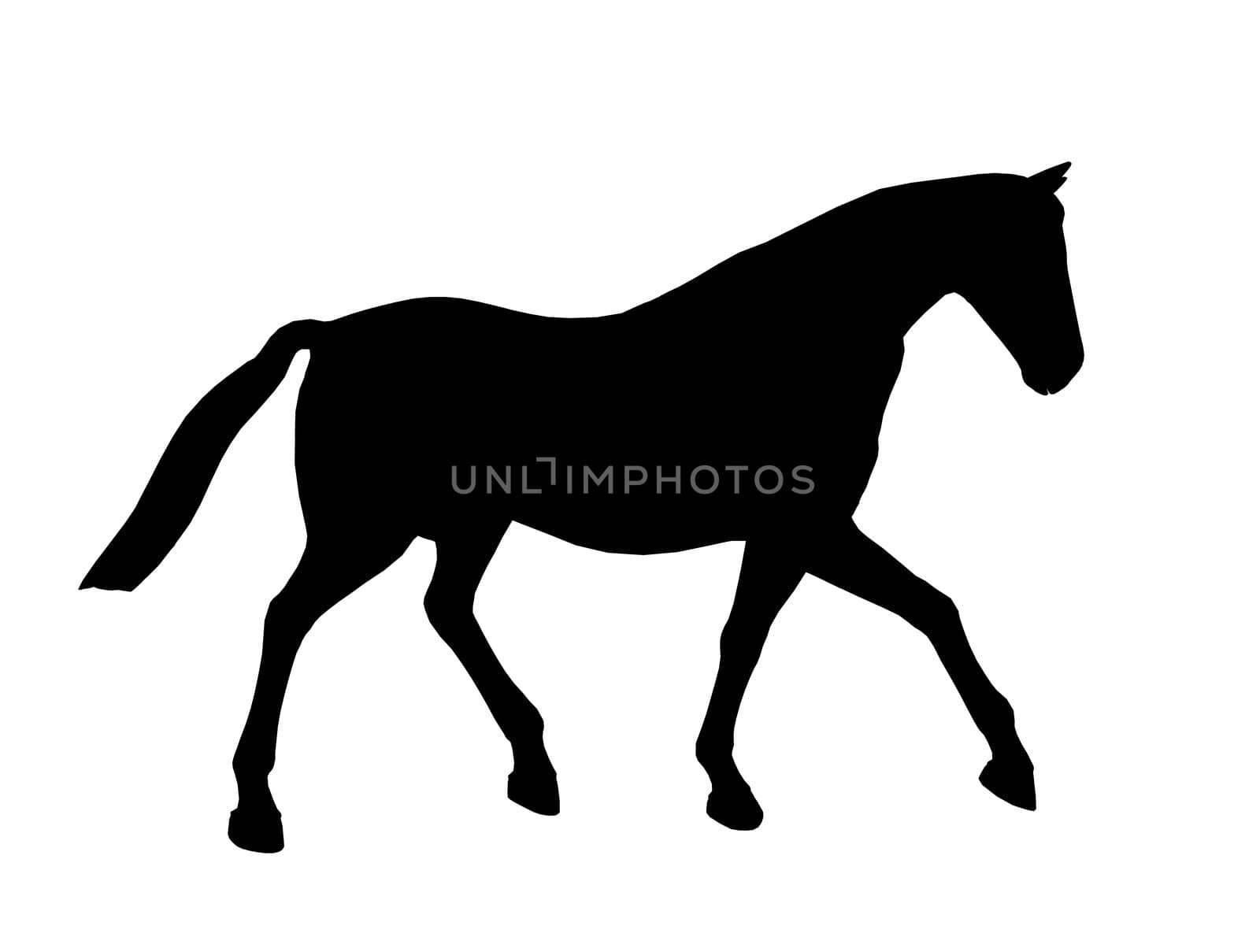 Black horse art illustration silhouette on a white background