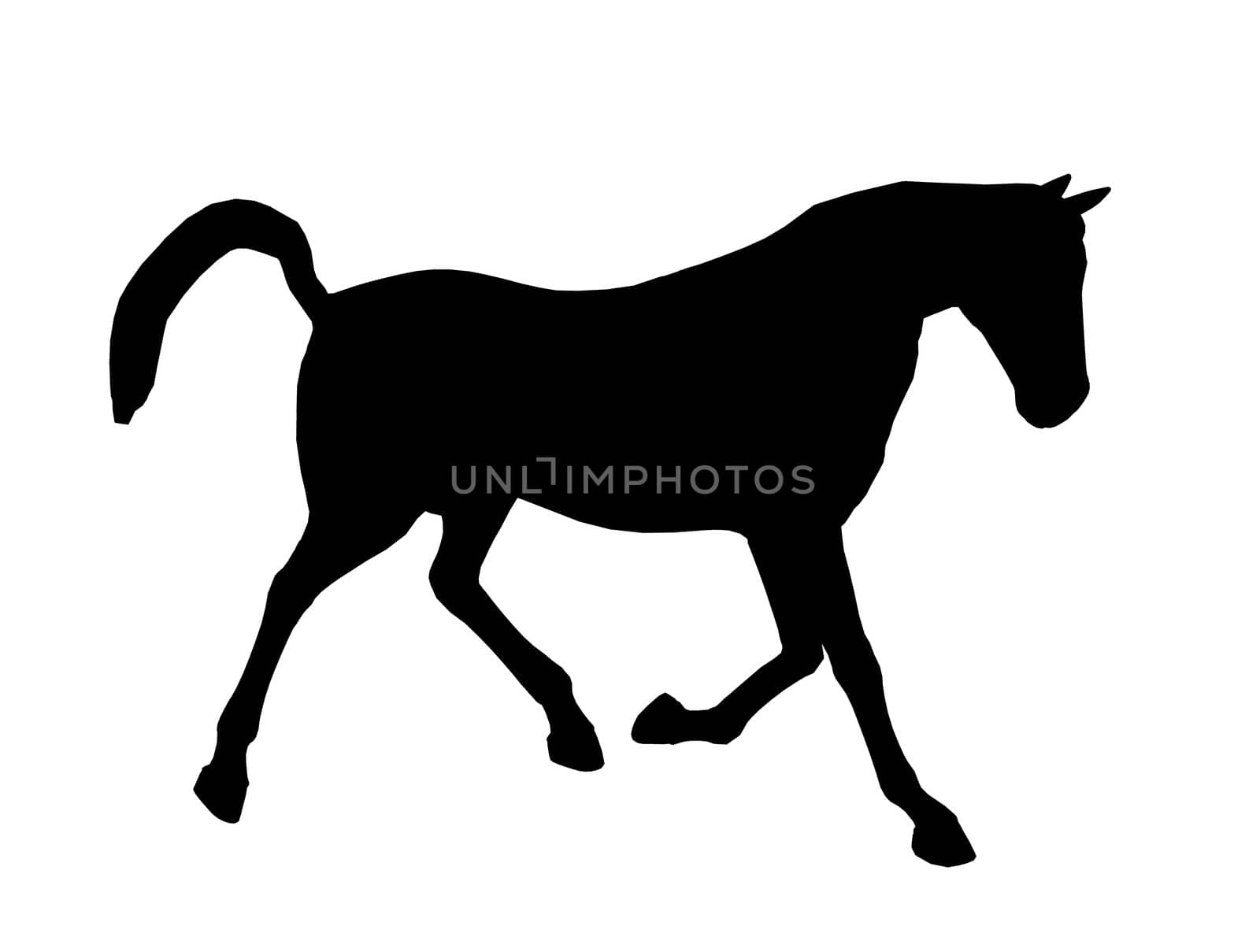 Horse Illustration Silhouette by kathygold