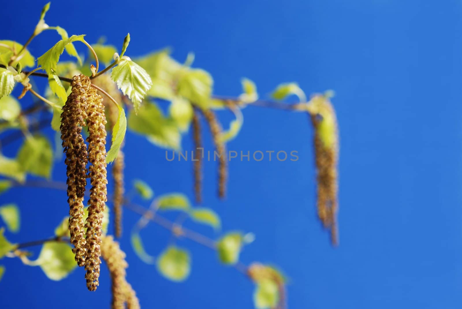 Branch of birch in spring