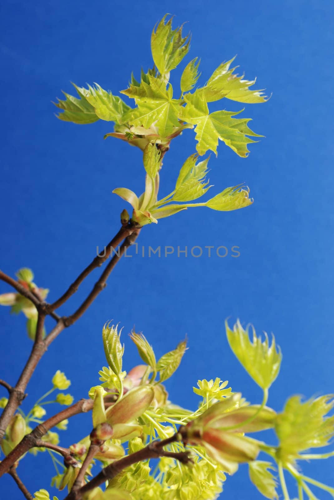 Lime tree leaves in spring