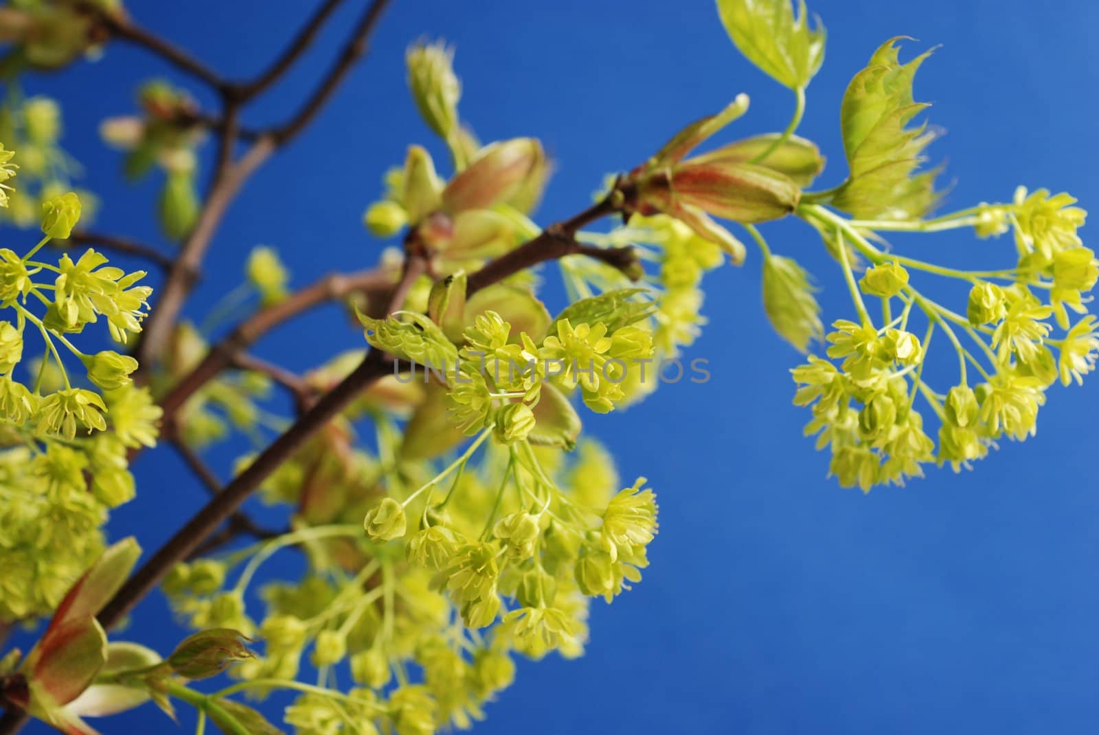 Lime tree leaves in spring