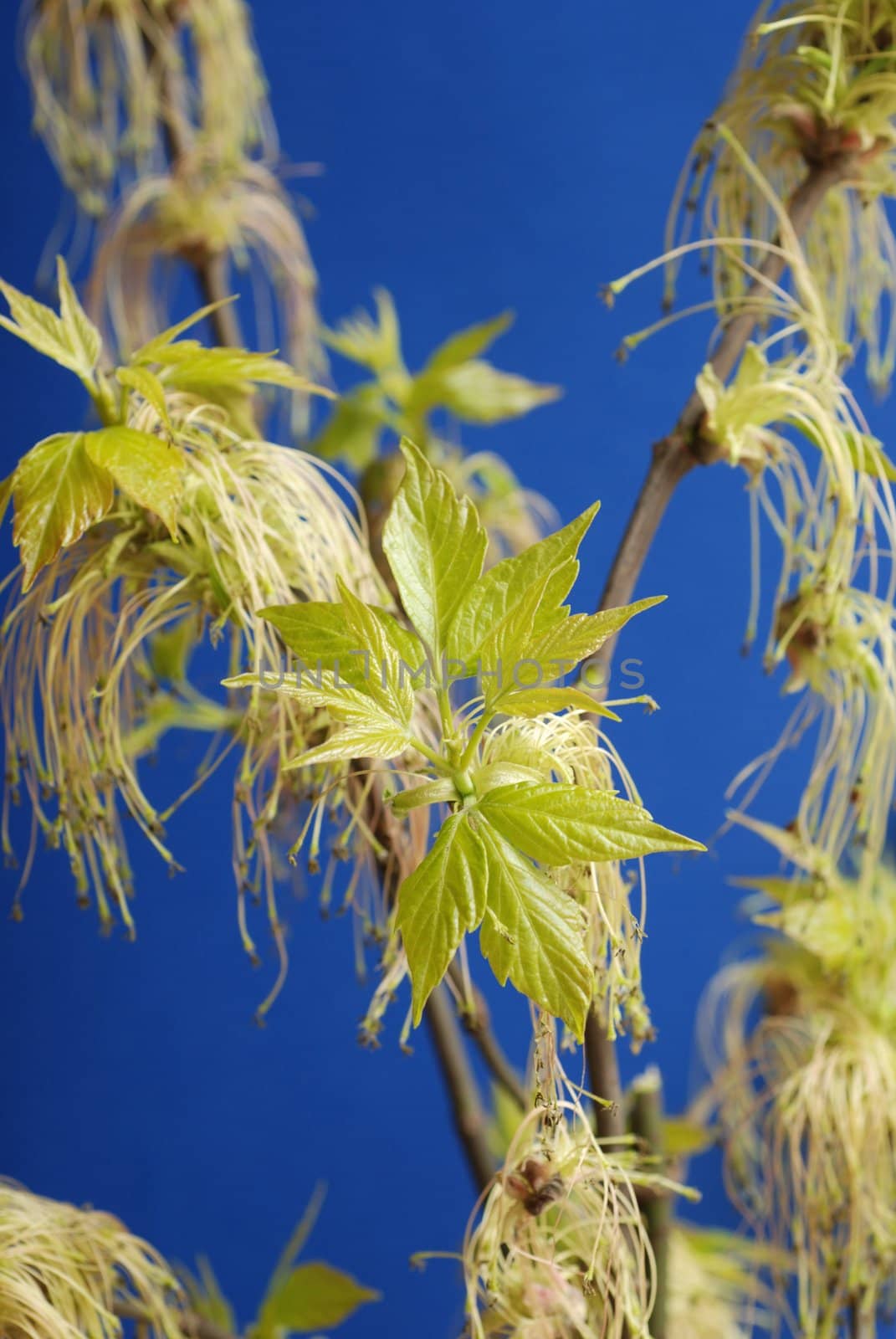 Branch with green leaves at spring