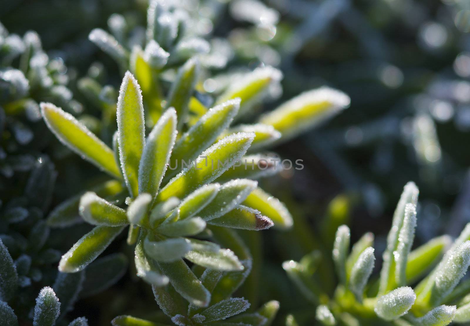 Macro Image of Morning Frost Crystals on Iceplant. Very narrow depth of field.