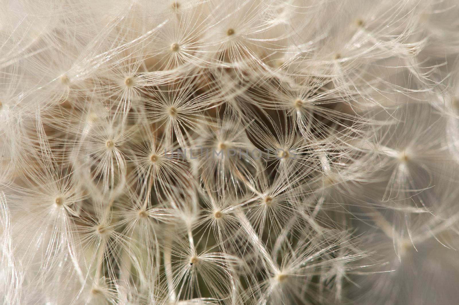 Macro Dandelion Blossom by Feverpitched