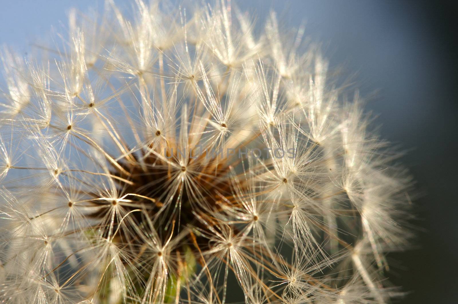 Dandelion Macro Shot by Feverpitched
