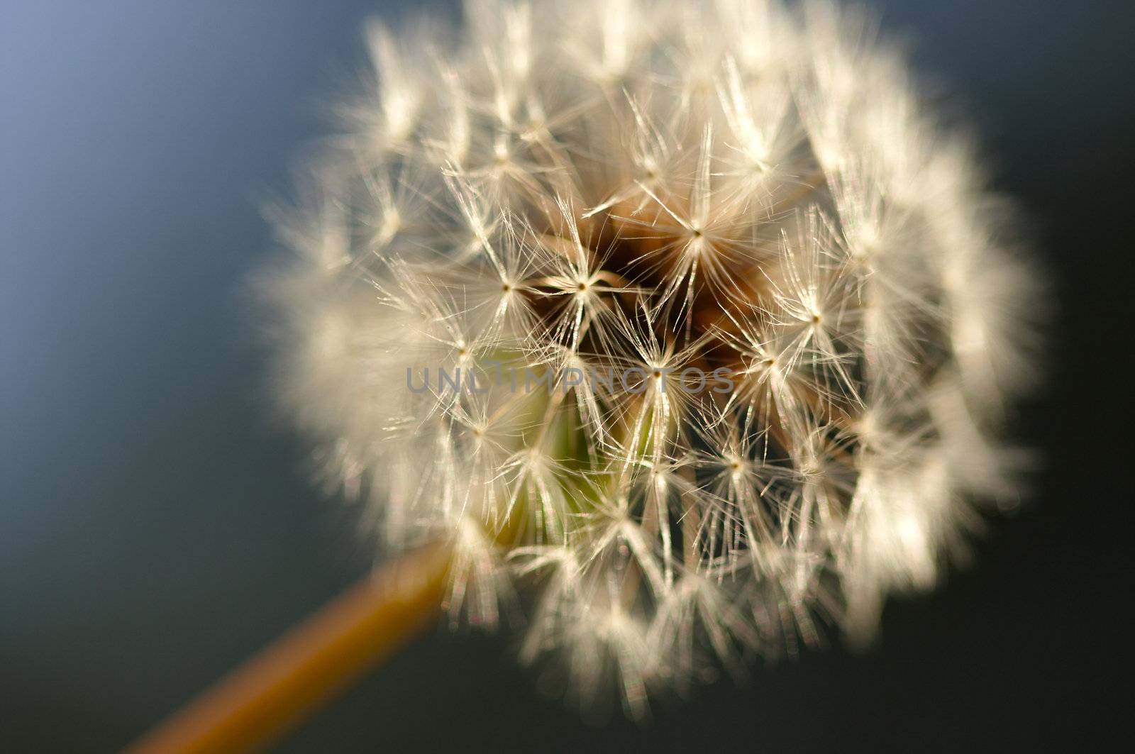 Dandelion Macro Shot by Feverpitched