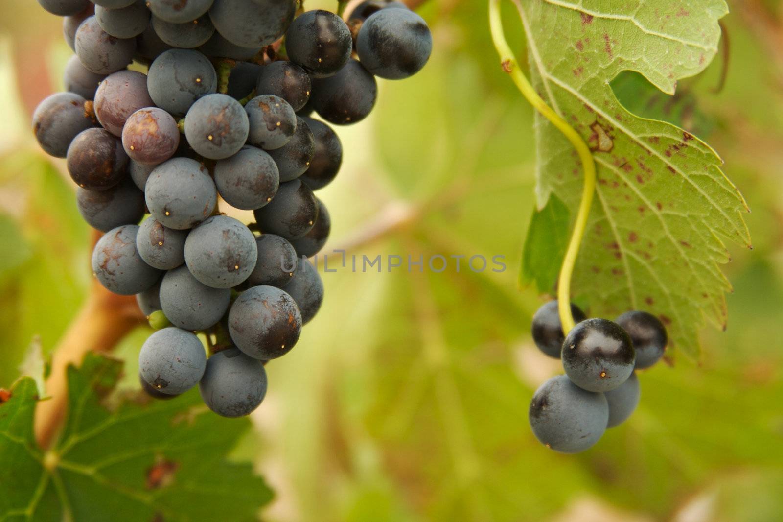 Beautiful Grapes, Leaves & Vines In the Morning Sun