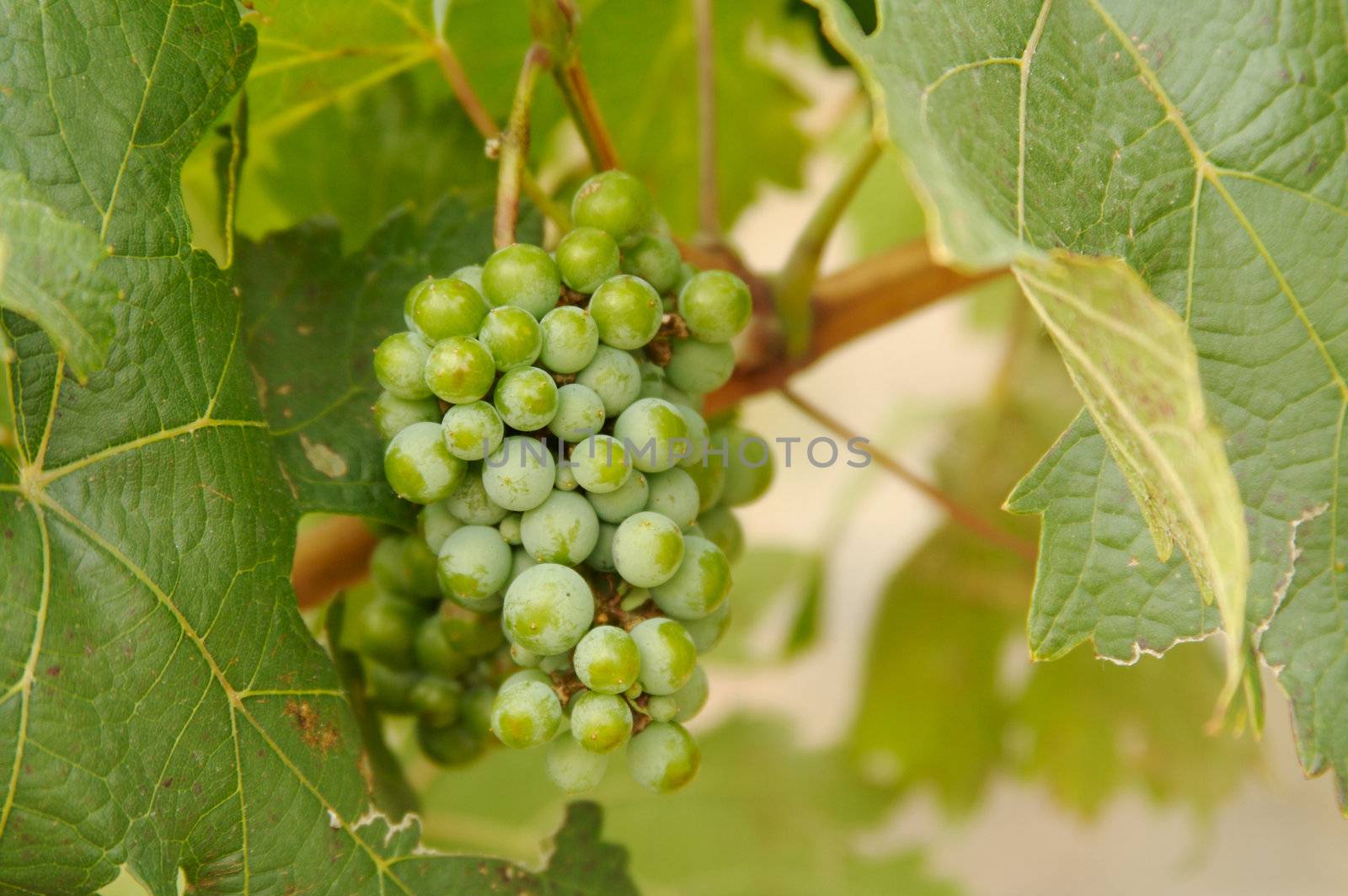 Beautiful Grapes, Leaves & Vines In the Morning Sun