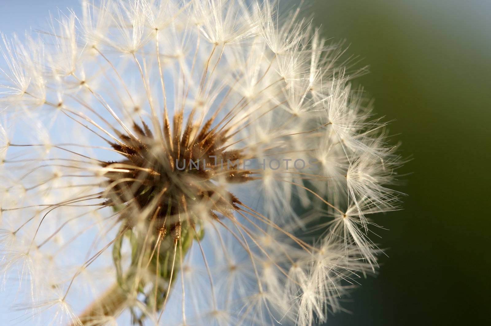 Dandelion Macro with narrow depth of field.