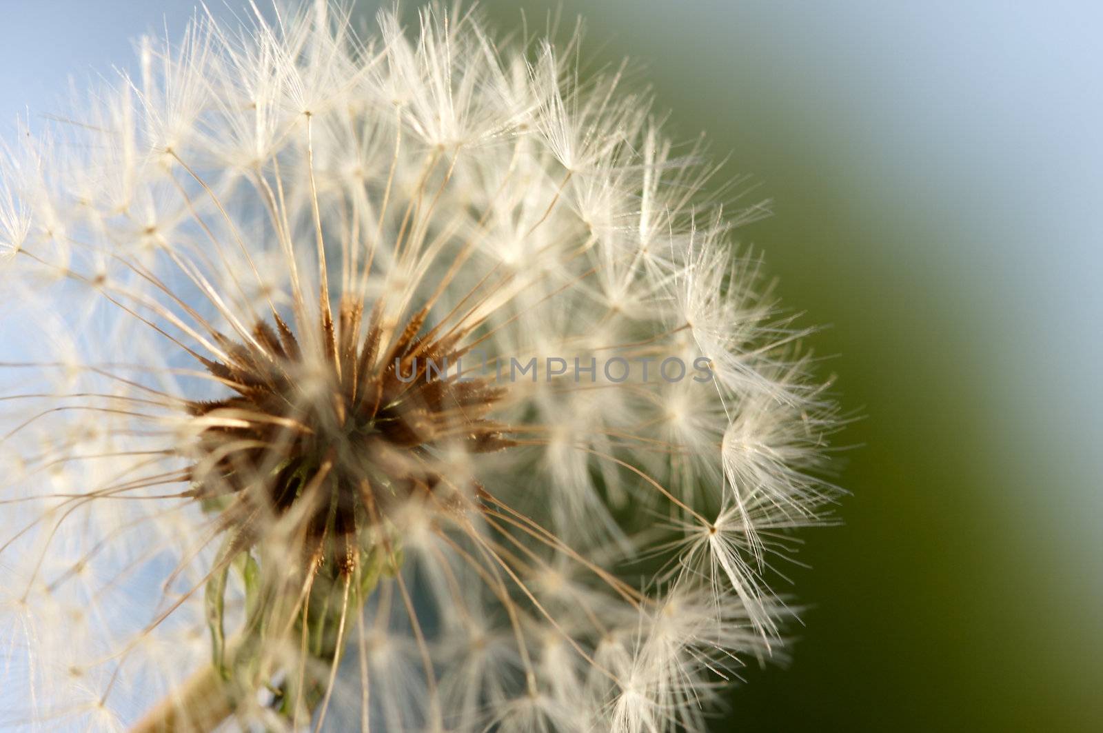 Dandelion Macro with narrow depth of field.