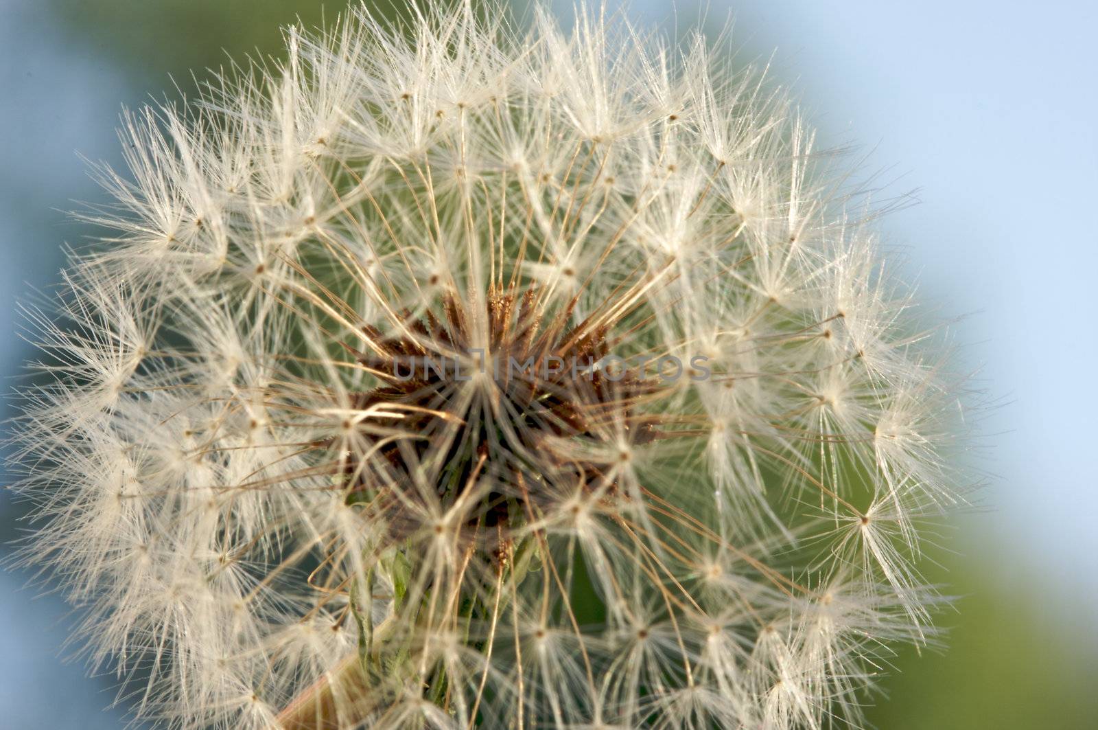 Dandelion Macro with narrow depth of field.