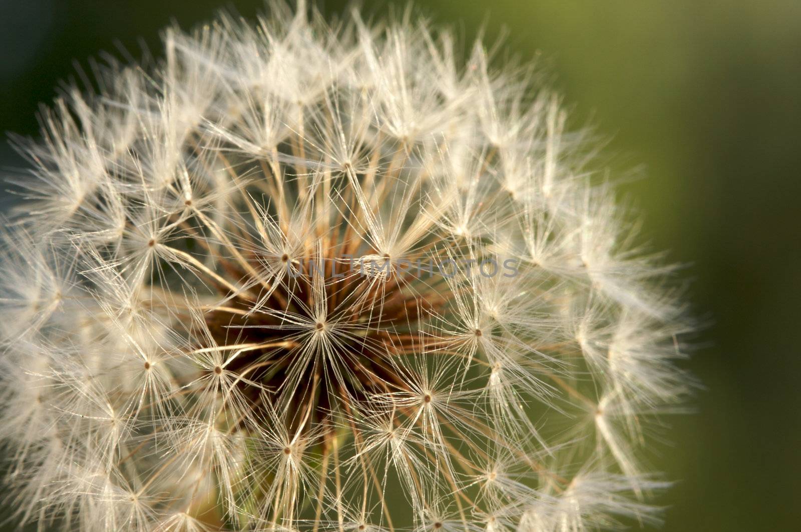 Dandelion Macro with narrow depth of field.