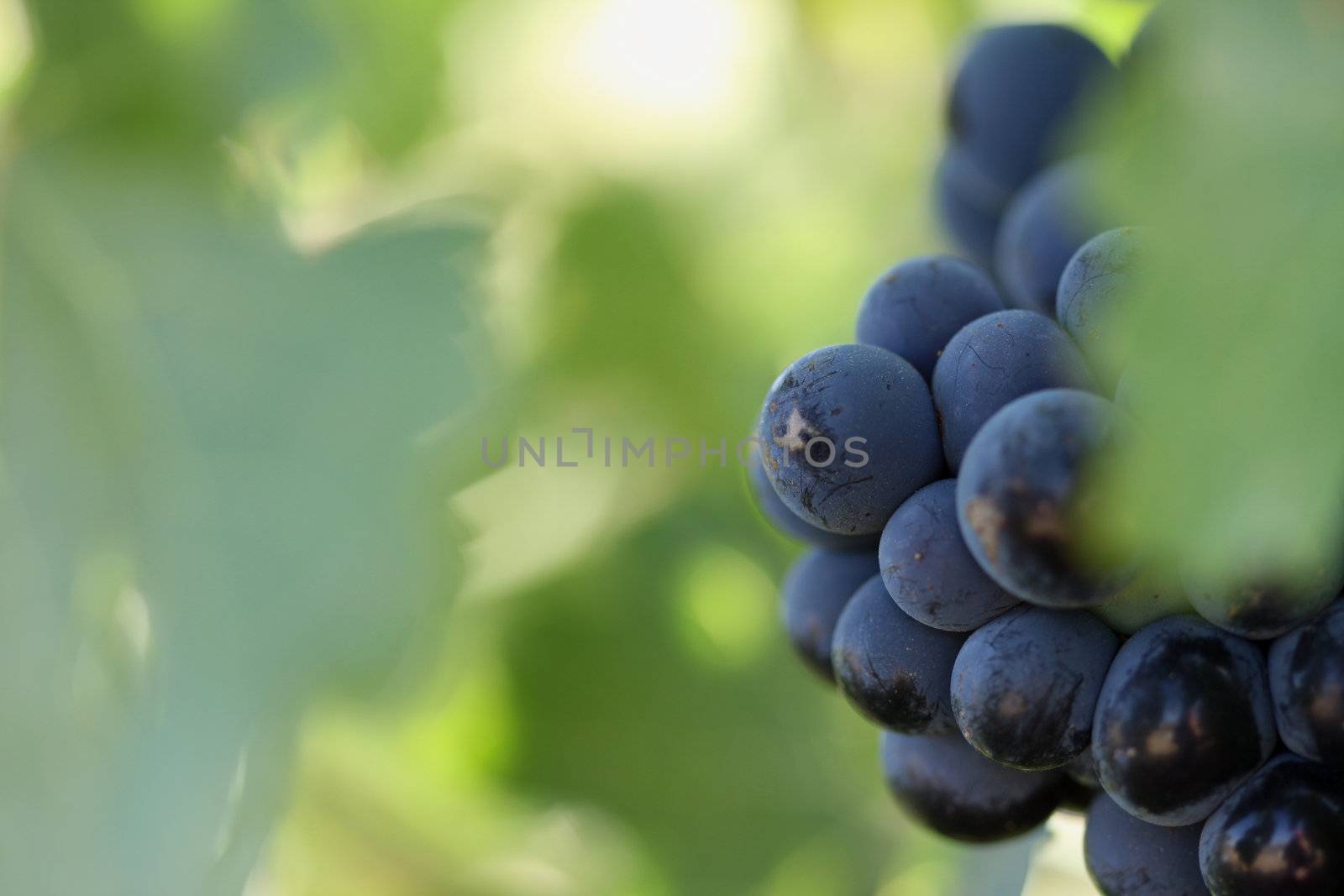 Beautiful Grapes, Leaves & Vines In the Morning Sun