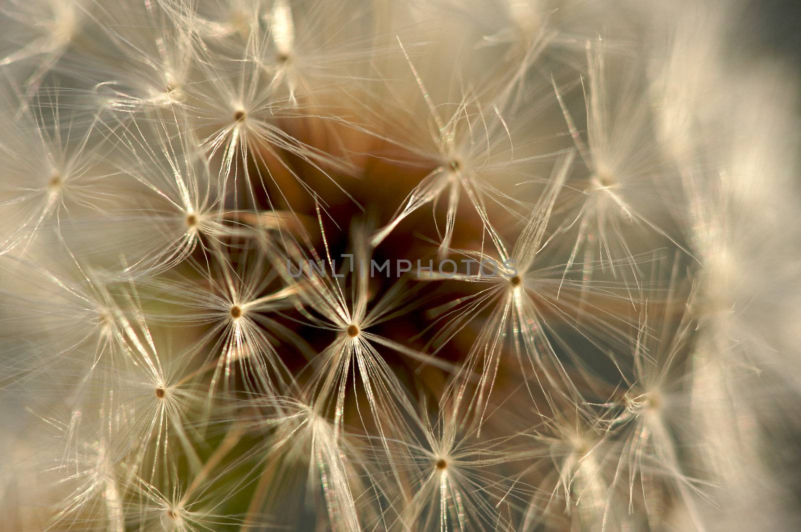 Dandelion Macro with narrow depth of field.