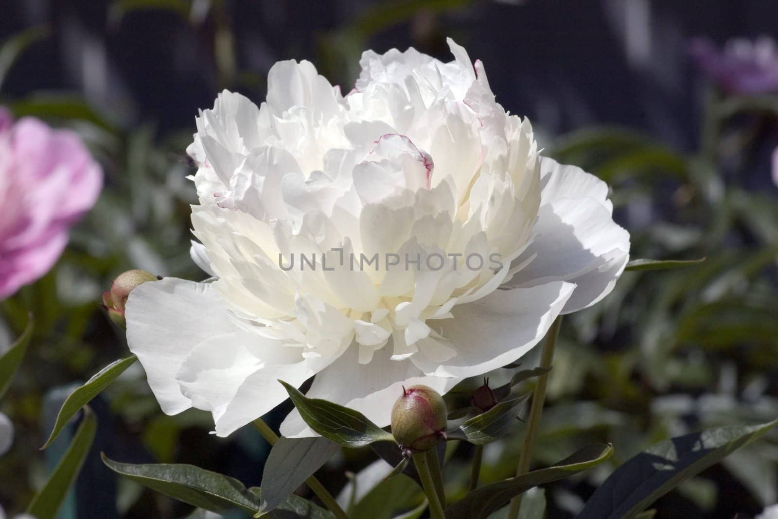 Flower of the white peony with red spark.