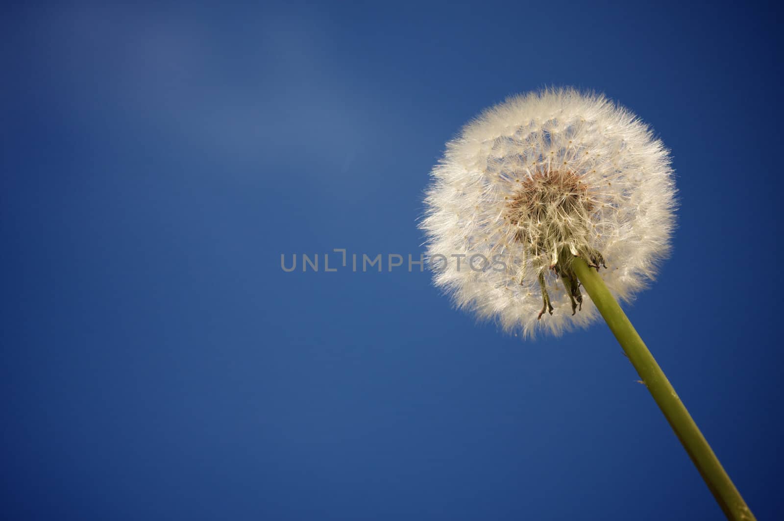 Dandelion Against Deep Blue Sky by Feverpitched