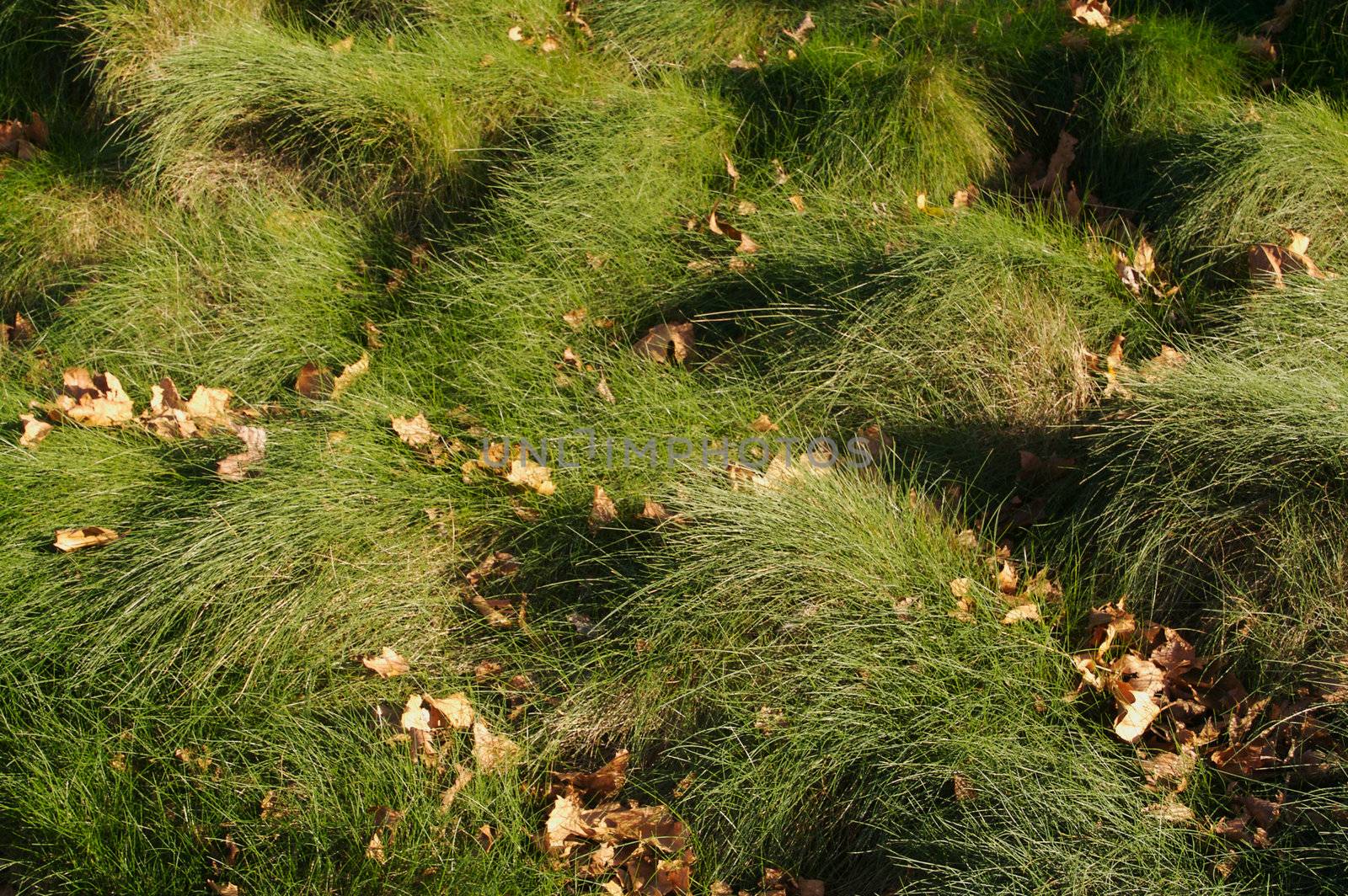 Wavey Lush Green Grass and Leaves