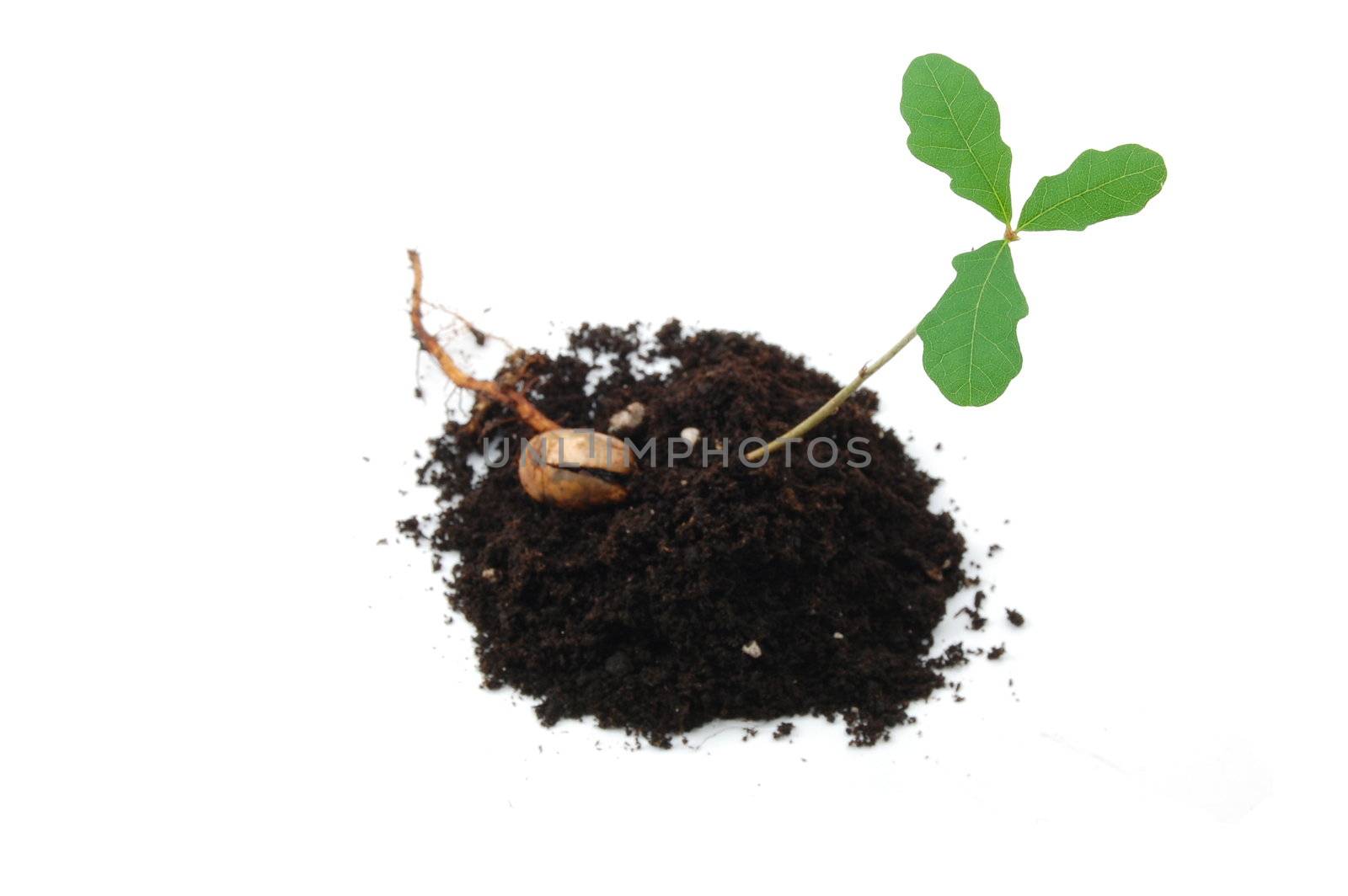A young plant isolated on a white background