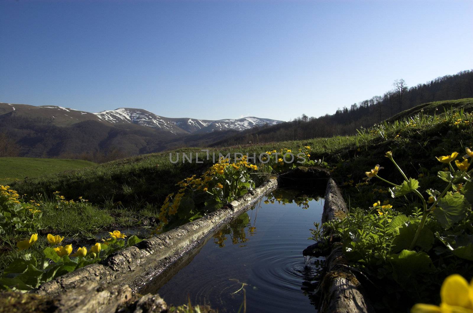 Carpatian mountain on spring with water and flowers