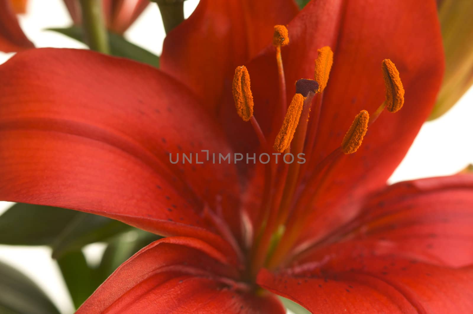 Beautiful Asiatic Lily Bloom on a White Background.