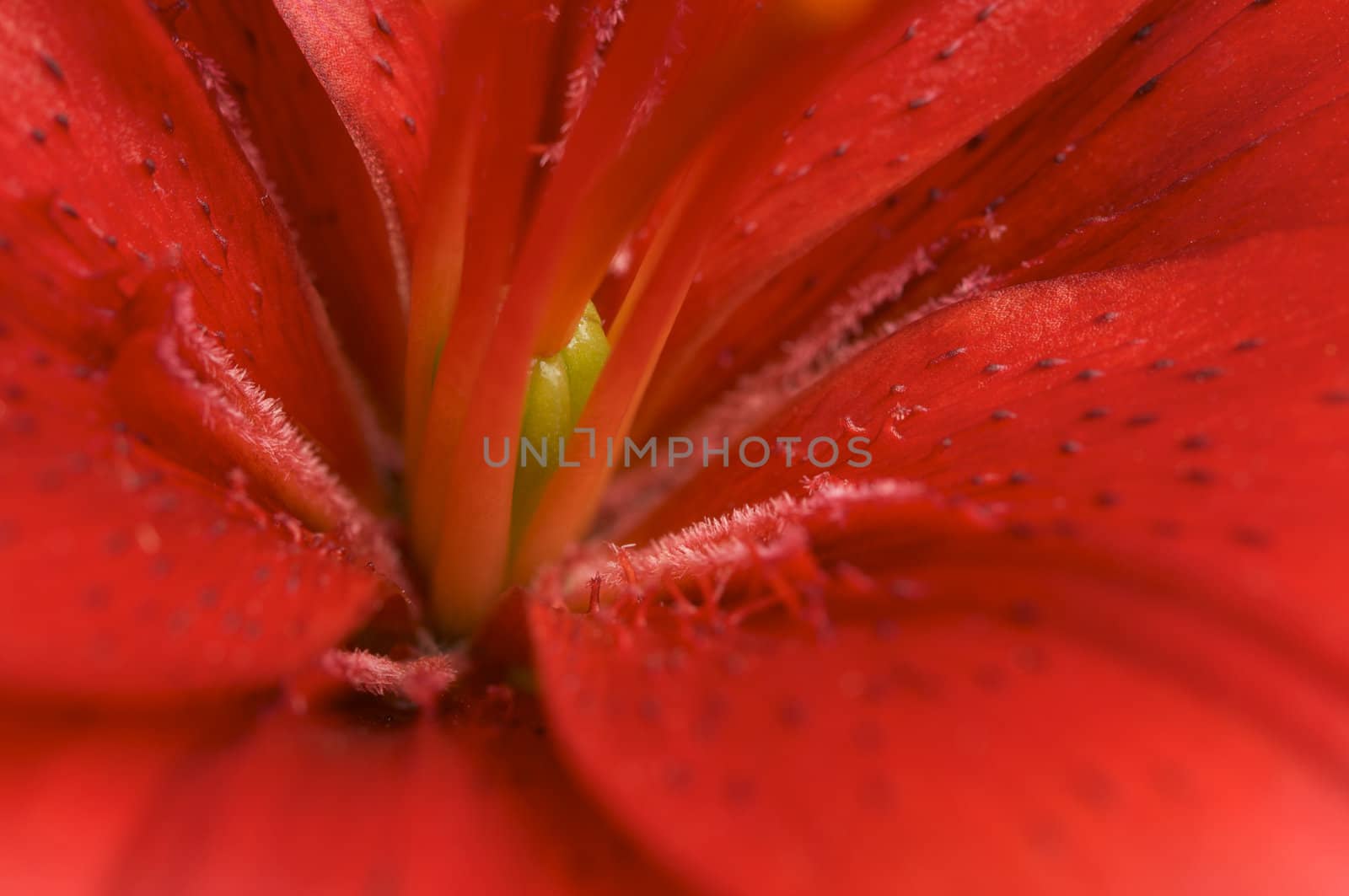 Beautiful Asiatic Lily Bloom Macro with Green Ovary.