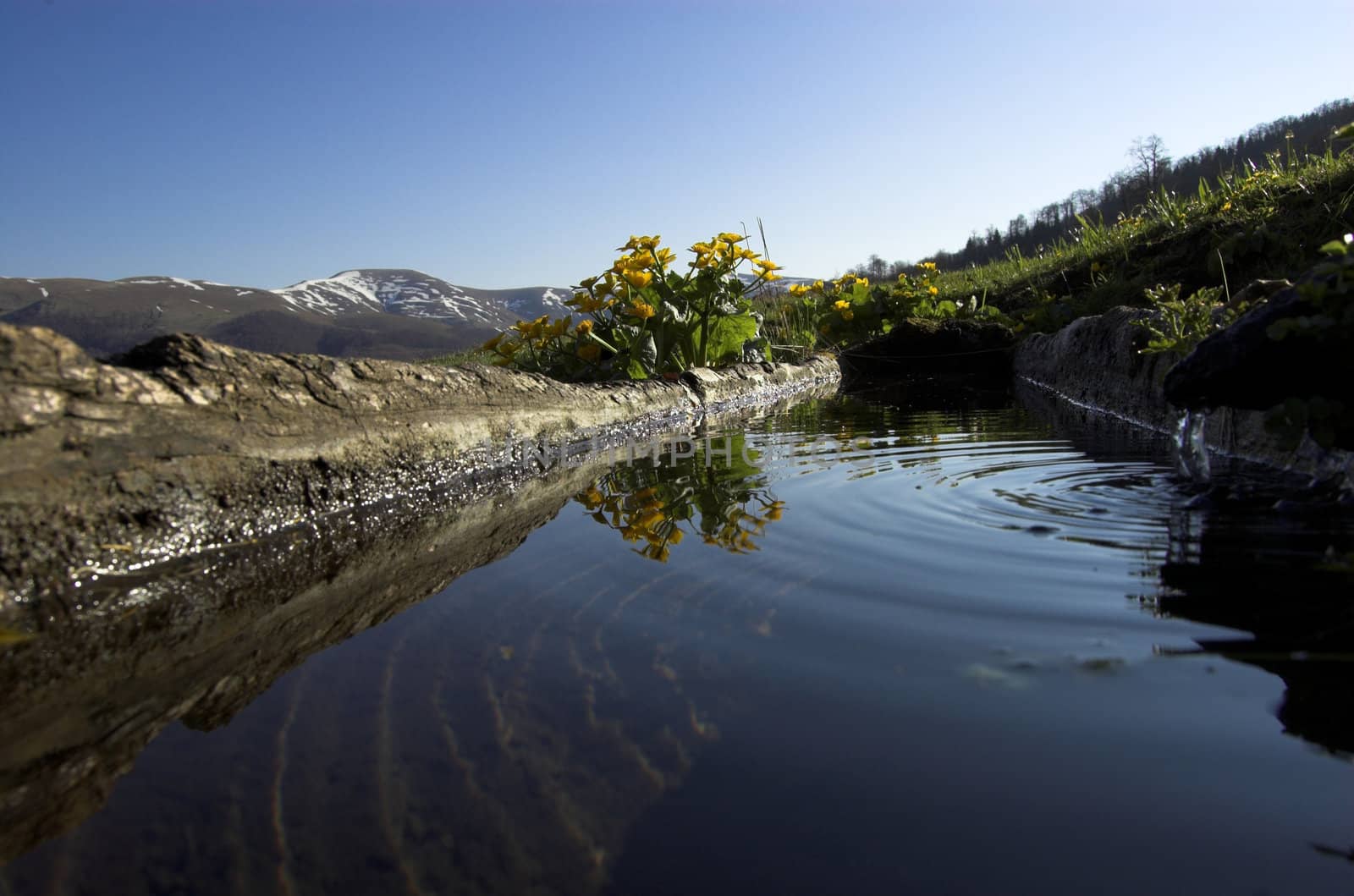 Mountain swill. Reflection hill and spring flower.