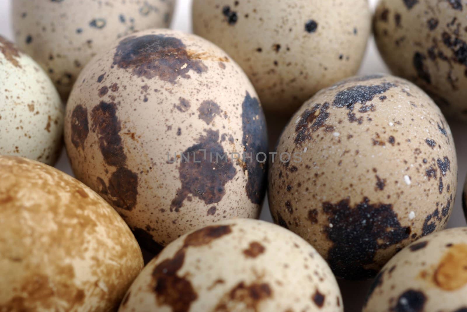 Quail mottled eggs close up