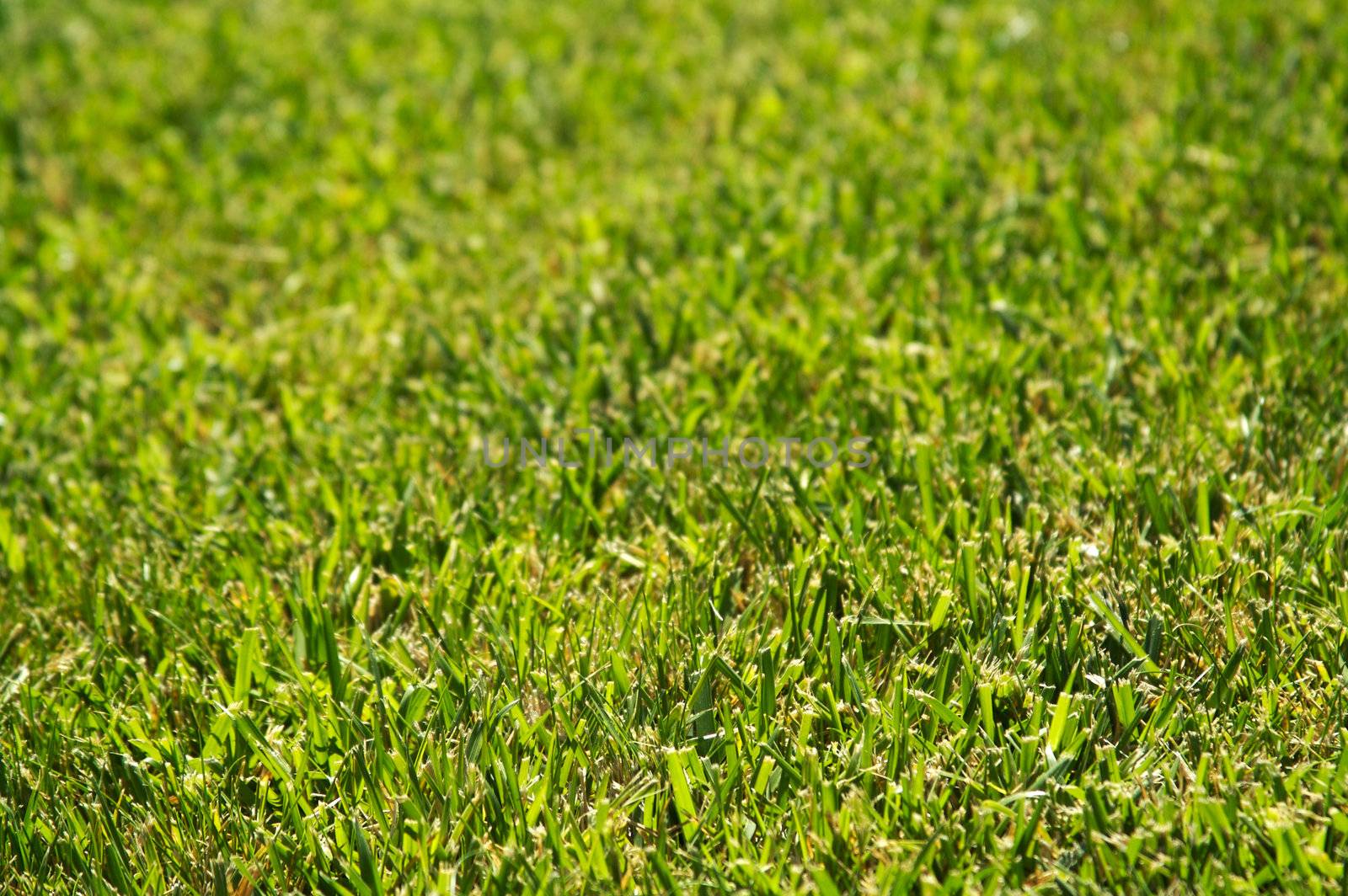 Lush Green Grass on a summer day.