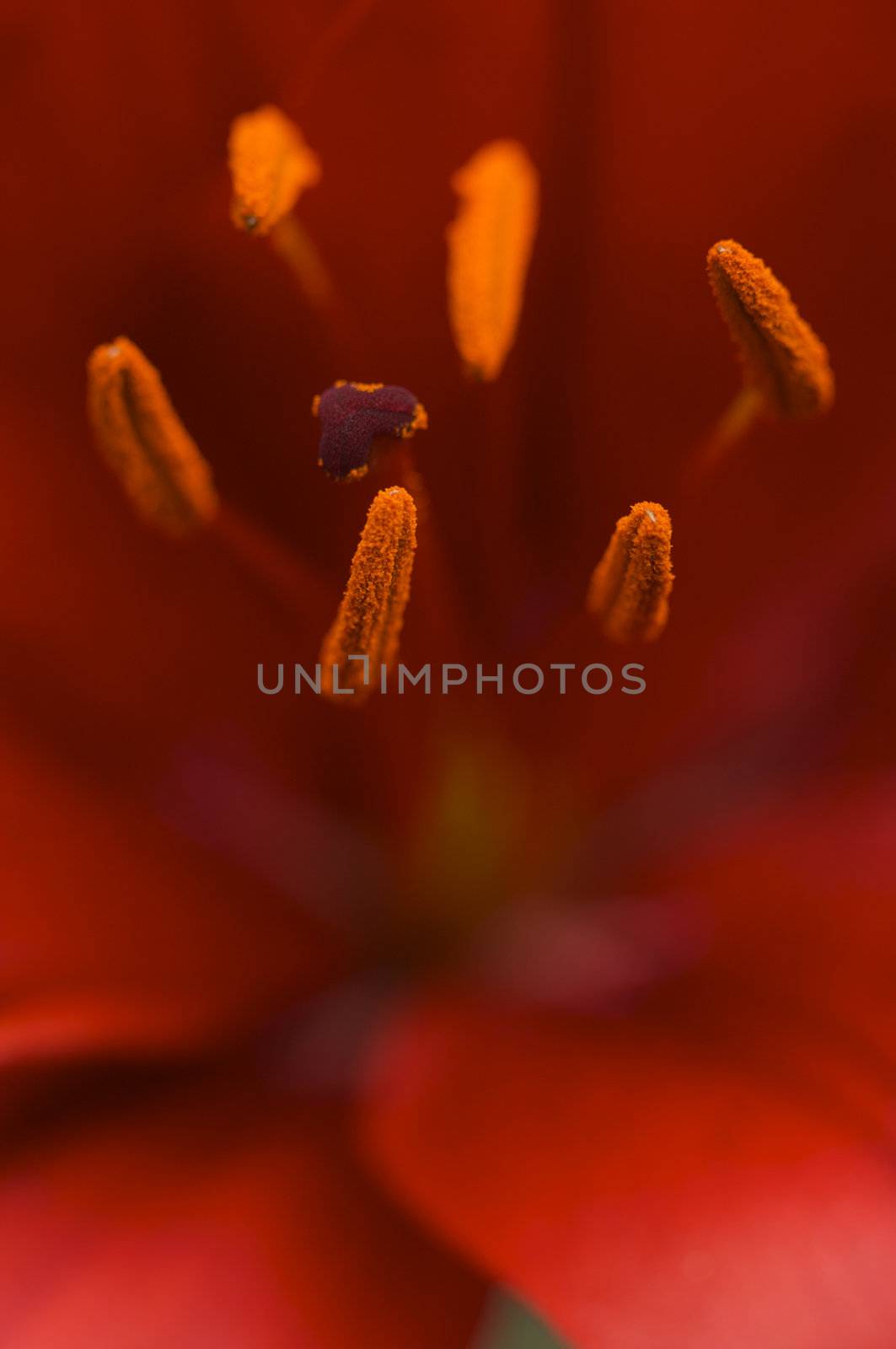 Beautiful Asiatic Lily Anthers Macro with Pollen Sacs.