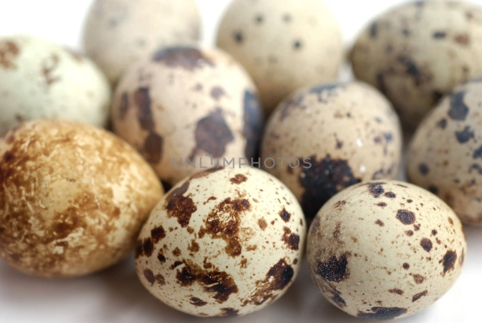 Quail mottled eggs close up