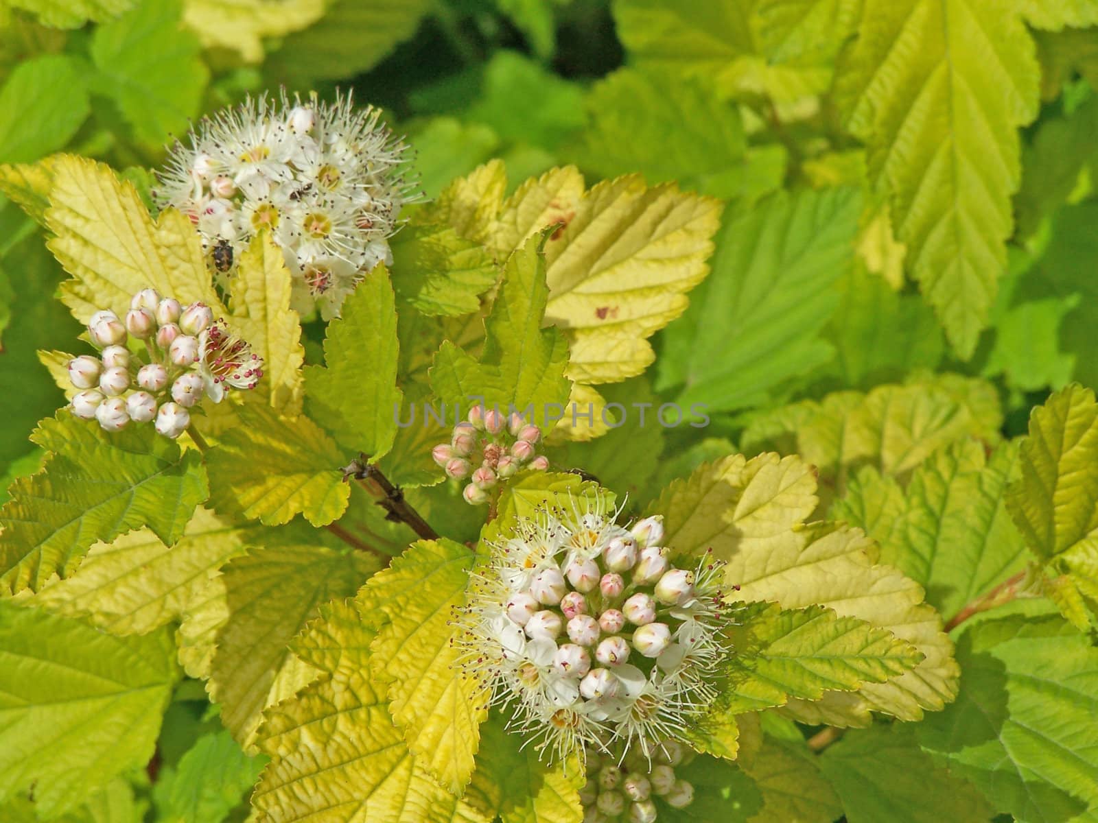 Close up of the hawtorn buds and blossoms