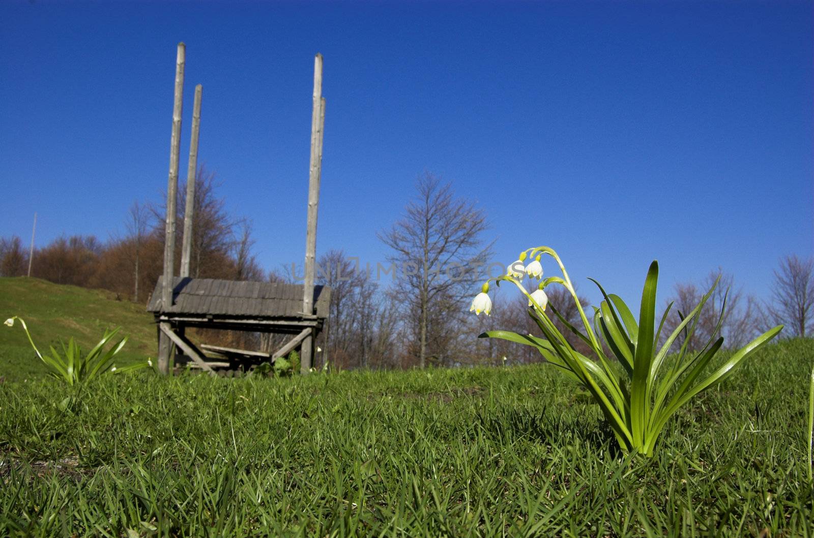 First snowdrop with a haystack