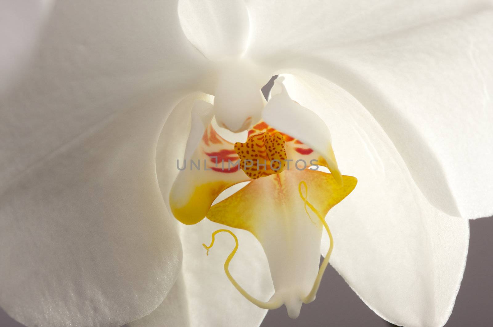 Beautiful White Macro Orchid Flower Blossom.